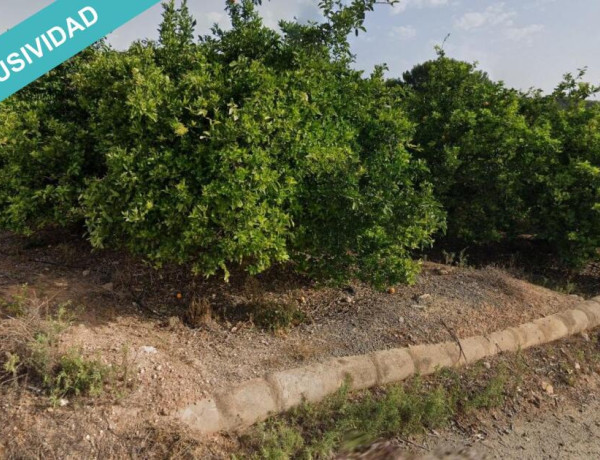 CULTIVO AGRIOS EN SELLENT, automatizado