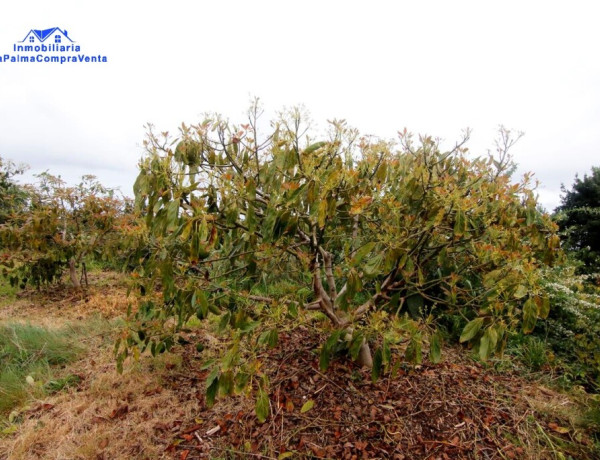 Rustic land For sell in Barlovento in Santa Cruz de Tenerife 