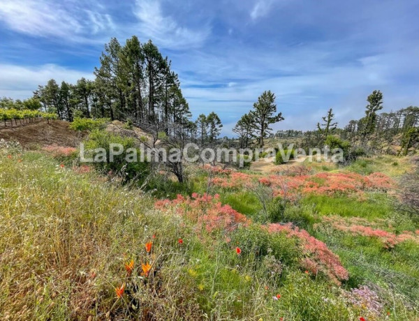 Rustic land For sell in Garafia in Santa Cruz de Tenerife 