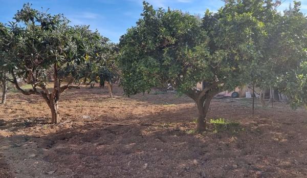 Casa independiente en Pla Senieta