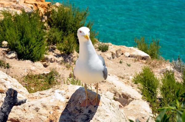 Piso en calle Ibiza, 12