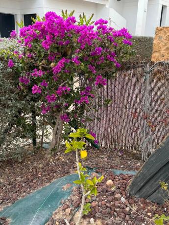 Chalet adosado en calle San Gregorio