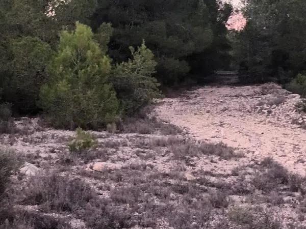 Terreno en Partida Bellongues, 29 PolgonolasHiguerasparcela