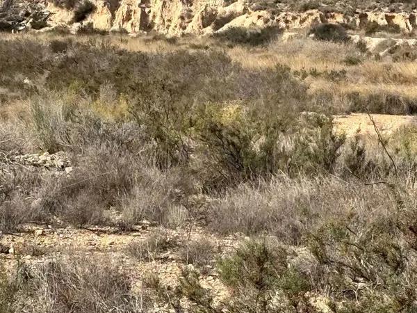 Terreno en Polígono 50 Parcela 41