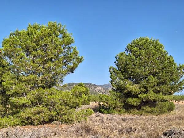 Terreno en Partida Casas de Ibañez, 19