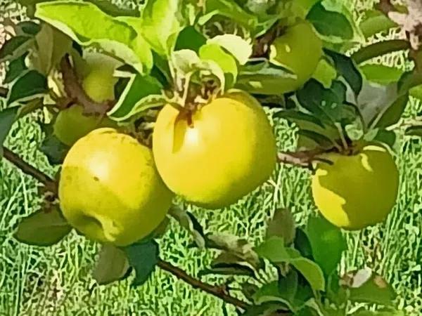 Terreno en calle de Tramuntana, 13