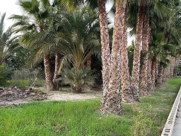 Terreno en Cv-9220, 366