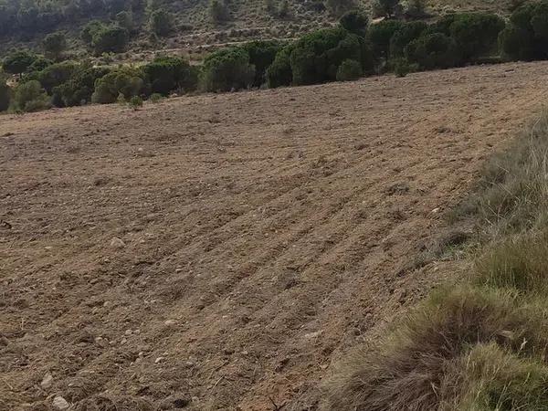 Terreno en Cantalar poligono 22, 10 Parcela