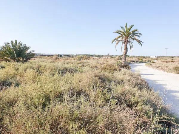 Terreno en La marina poligono 49 parcela 92, 92