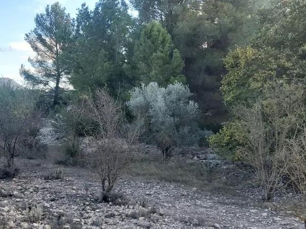 Terreno en Partida Font del Pi, 3