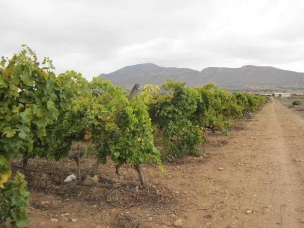 Terreno en Hondón de las Nieves