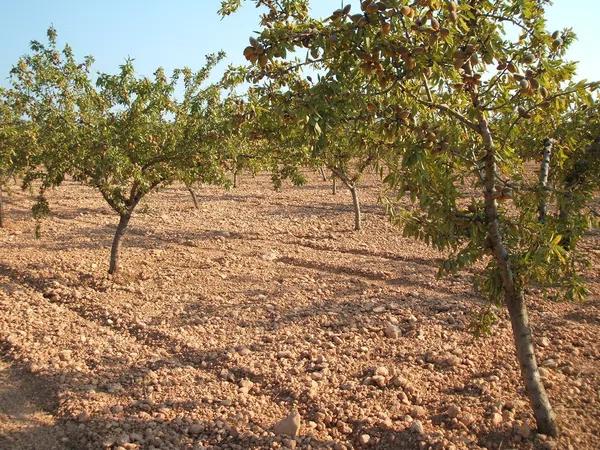 Terreno en la foia de biar