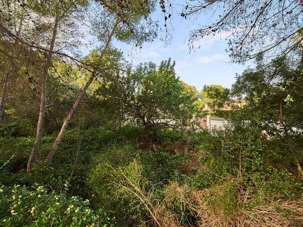 Terreno en calle de Ceres