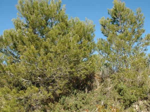 Terreno en Partida Llenes s/n