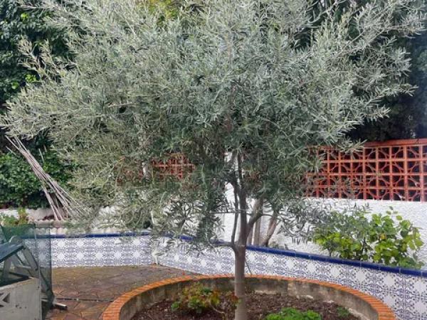 Casa independiente en calle Morella, 3