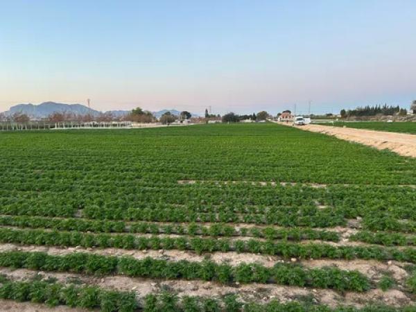 Casa independiente en chalet, 695523482