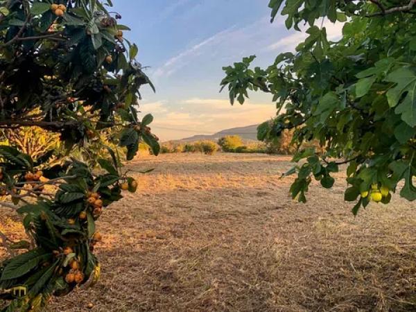 Masía en Partida Tosal - Zona dels Castellans