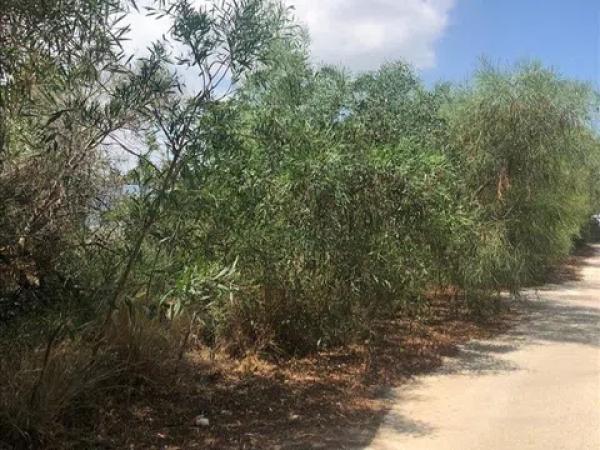 Terreno en calle de Auriga