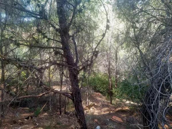 Terreno en calle la Xenna, 12