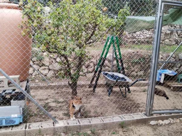 Terreno en calle de Dalt, 35