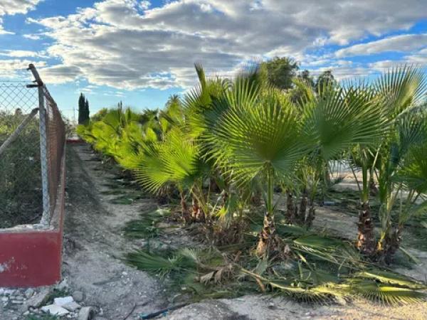 Terreno en daime polígono 1 numero 226