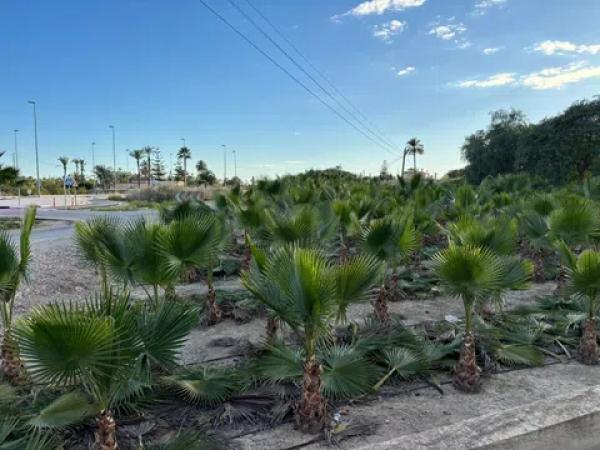 Terreno en daime polígono 1 numero 226