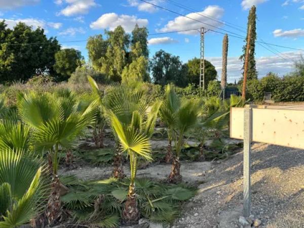 Terreno en daime polígono 1 numero 226