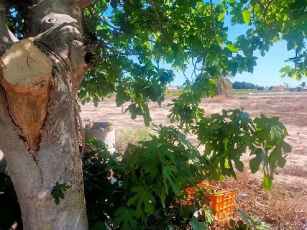 Terreno en La Hoya-Daimes-El Derramador