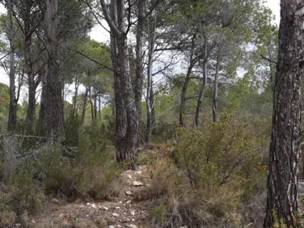 Terreno en El Realet