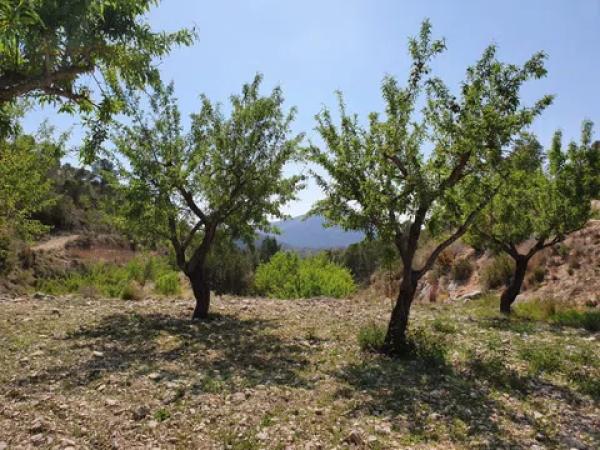Terreno en El Realet