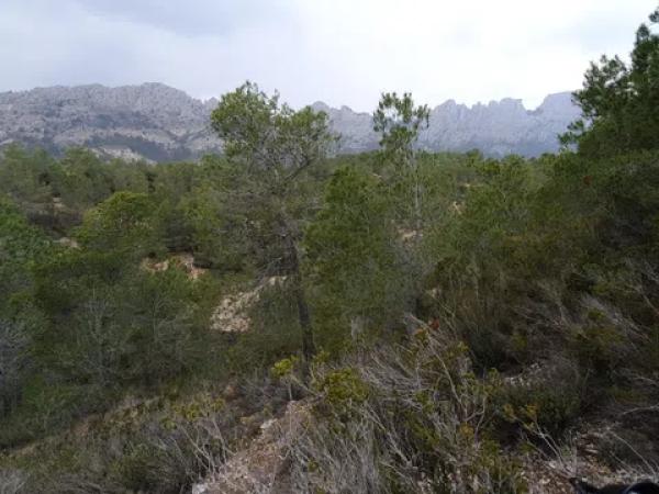 Terreno en El Realet