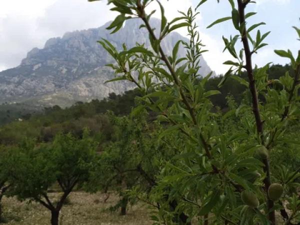 Terreno en El Realet