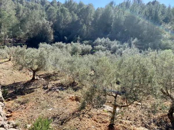 Terreno en Polígono Sau6 Sector 3, 223