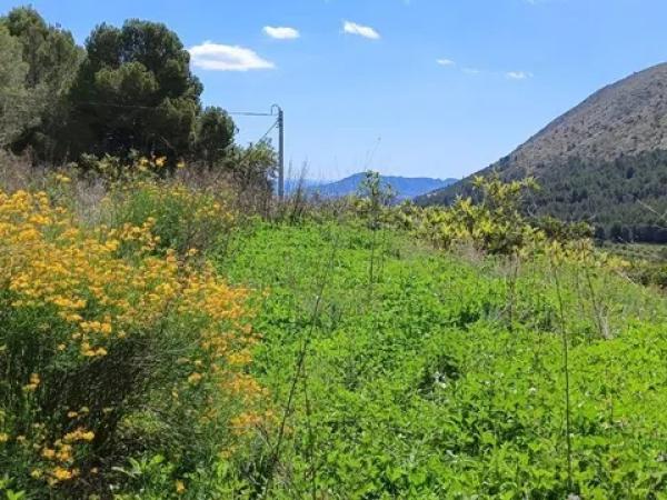 Terreno en Callosa d'En Sarria