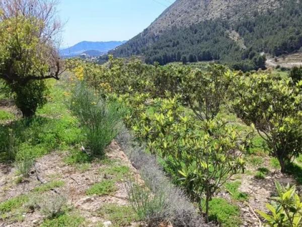 Terreno en Callosa d'En Sarria
