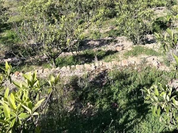 Terreno en Callosa d'En Sarria