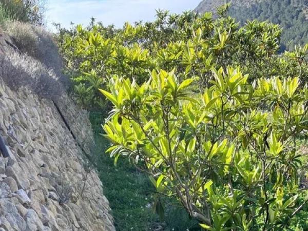 Terreno en Callosa d'En Sarria