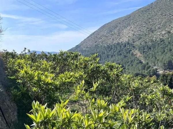 Terreno en Callosa d'En Sarria