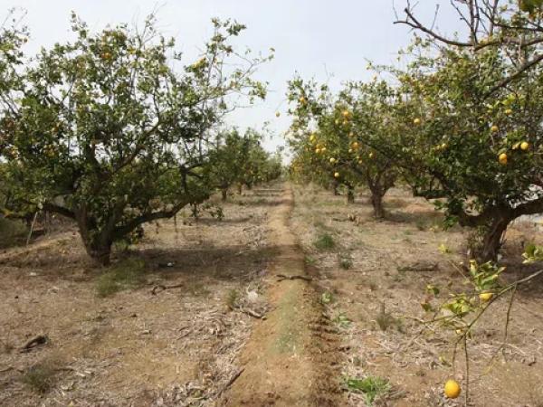 Terreno en camino del Raso