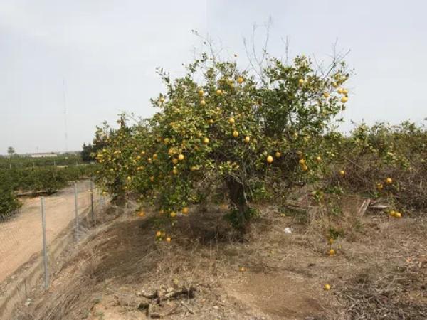 Terreno en camino del Raso
