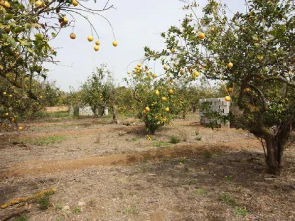 Terreno en camino del Raso