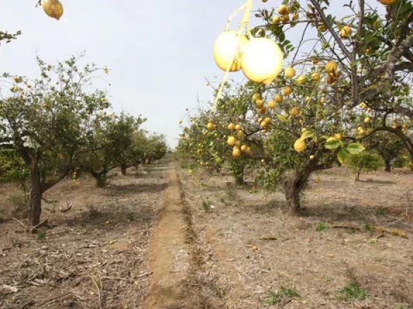 Terreno en camino del Raso