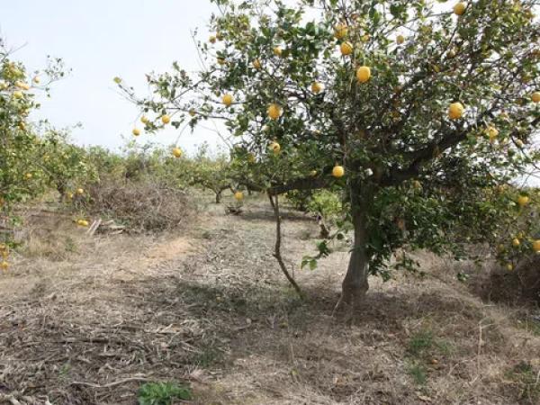 Terreno en camino del Raso