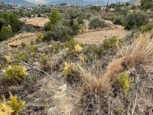 Terreno en Partida Benimalluny