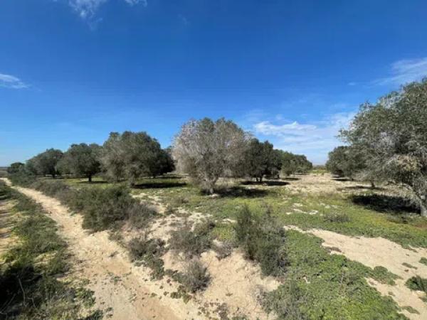 Terreno en La Marina