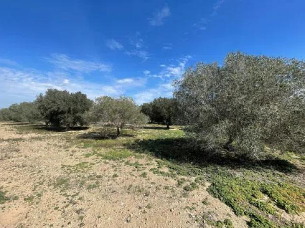 Terreno en La Marina