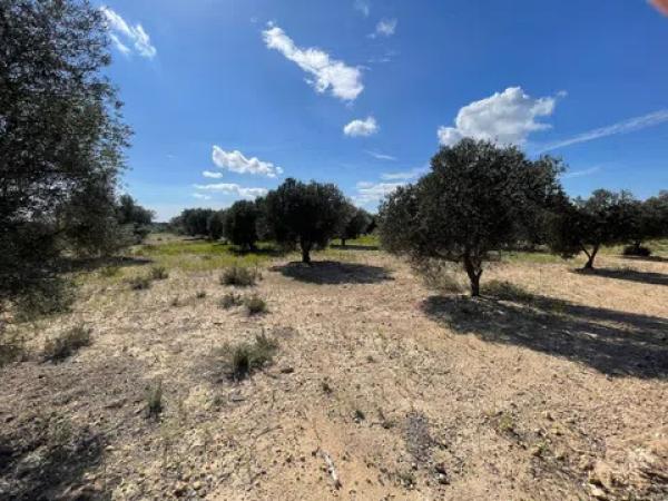 Terreno en La Marina