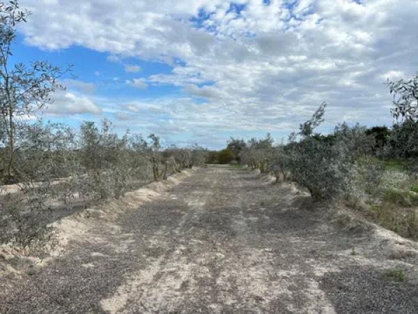 Terreno en Algoda-Matola-Llano de San José