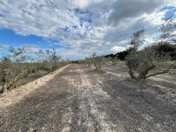 Terreno en Algoda-Matola-Llano de San José