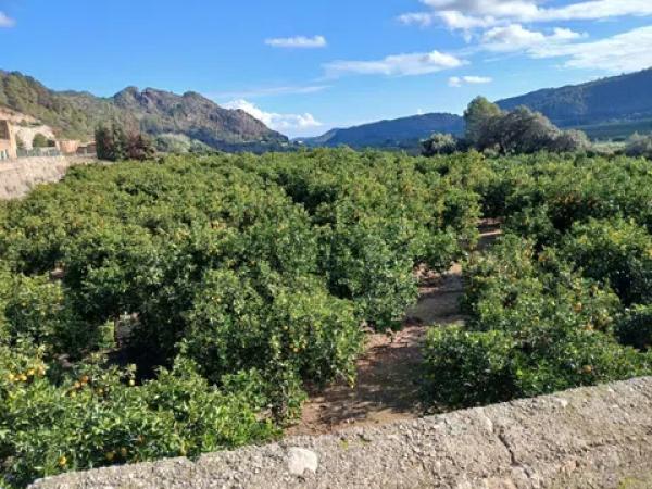 Terreno en calle Sector Tres, 34